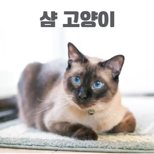 샴고양이/출처:어도비스톡