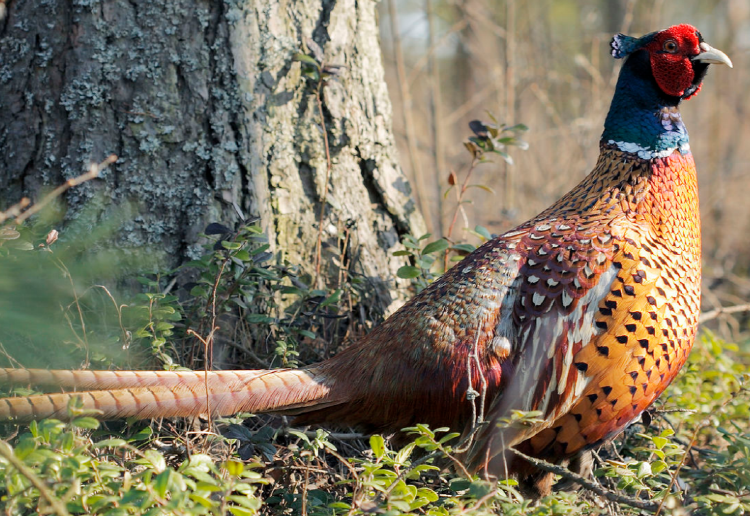 아침고요 동물원
