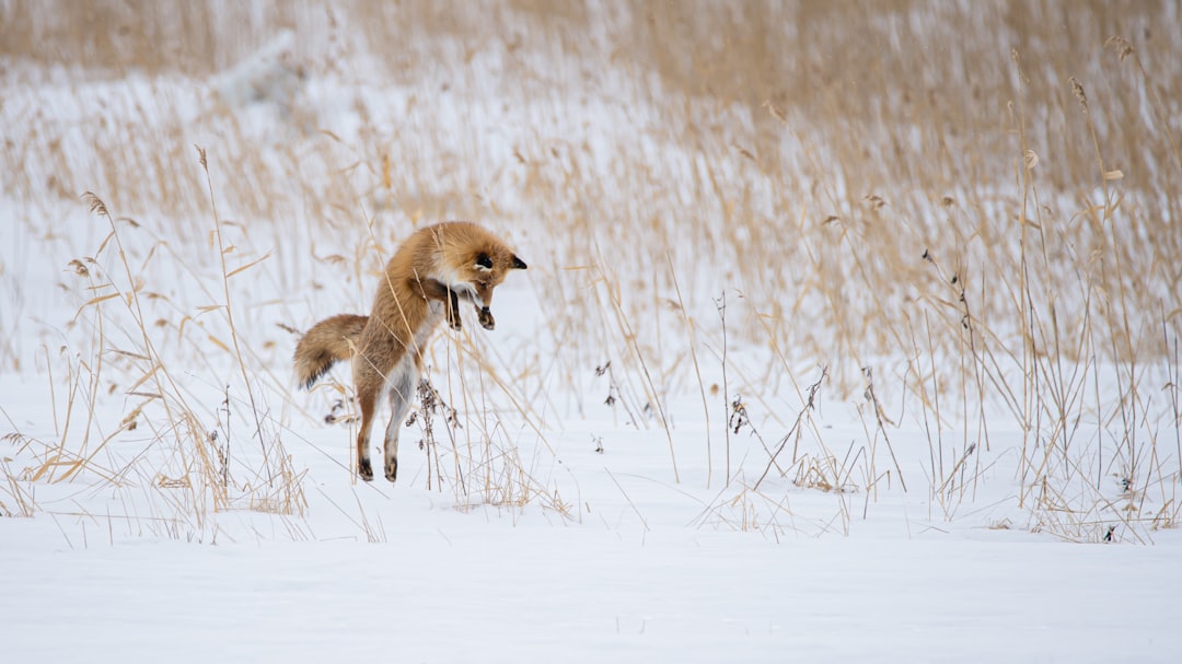 Fox