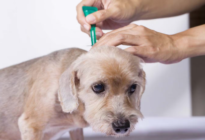 벼룩을 제거하는 강아지
