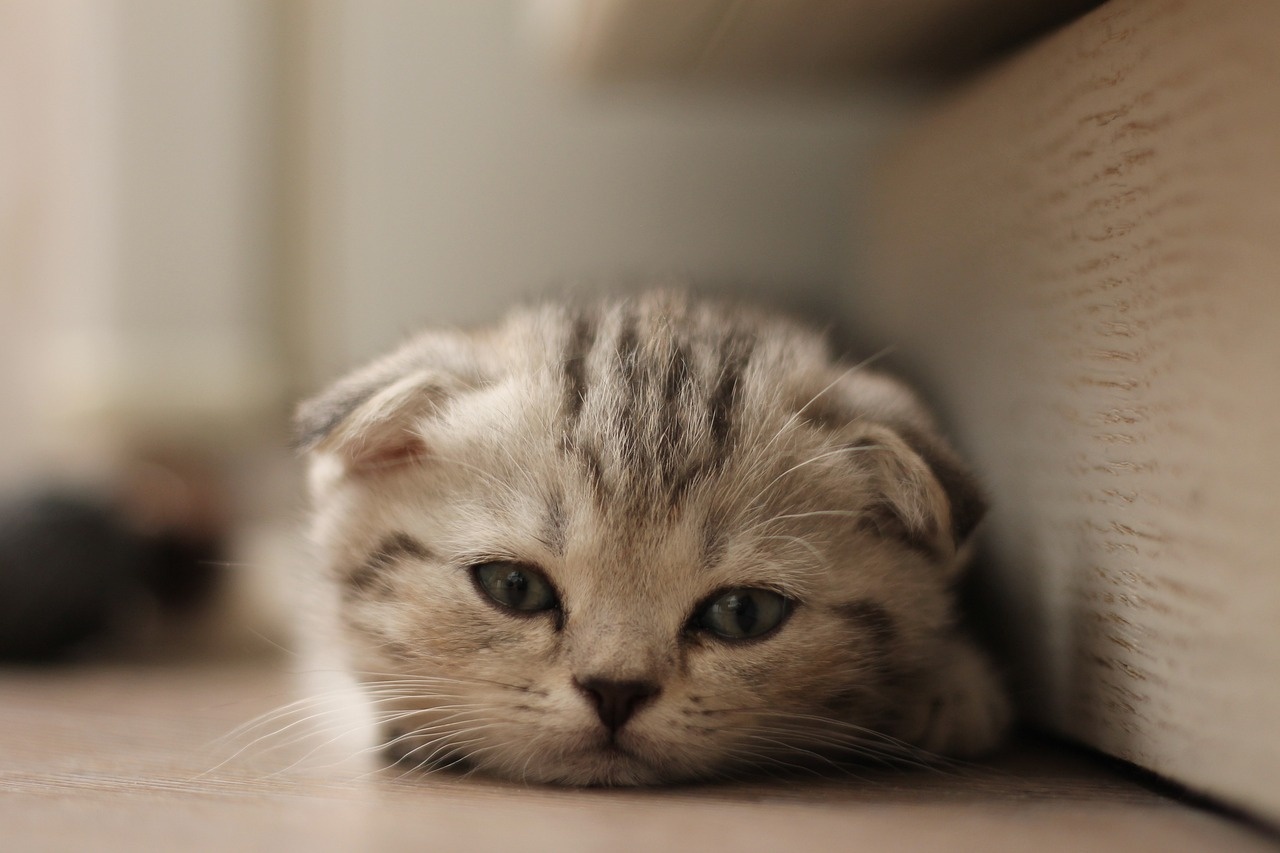 고양이 사진