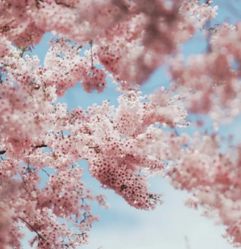 2024 여의도 벚꽃축제