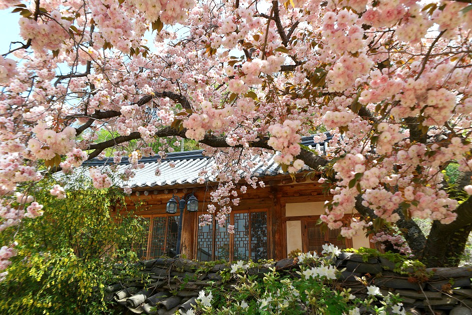 벚꽃 개화시기 2023