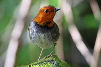 붉은가슴울새 영국 겨울 새 특징 매력 이미지_25