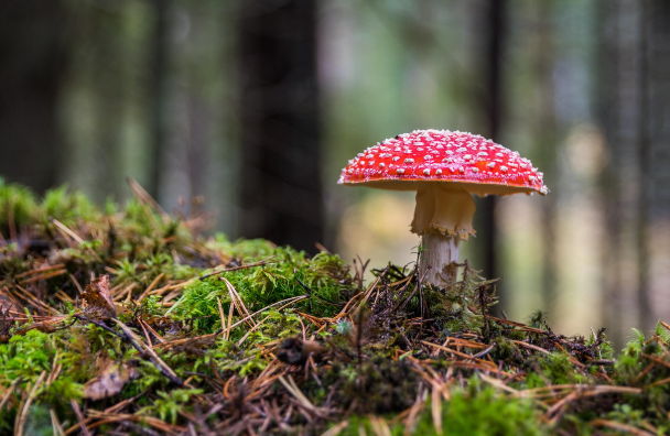 독성 쇼크 증후군과 관련된 사진2