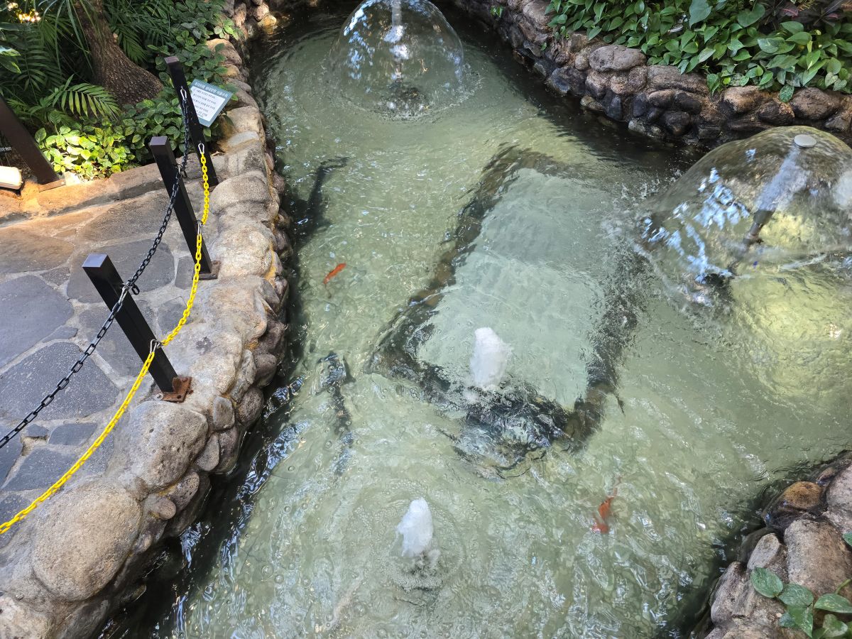 트리브링-실내-연못과-물고기