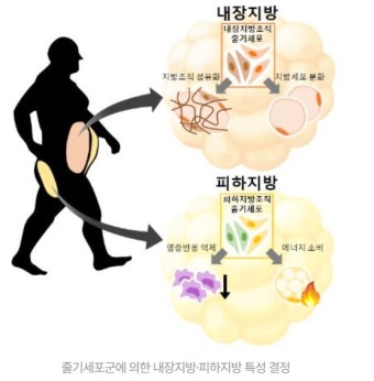 뱃살&amp;#44; 당신을 노린다!