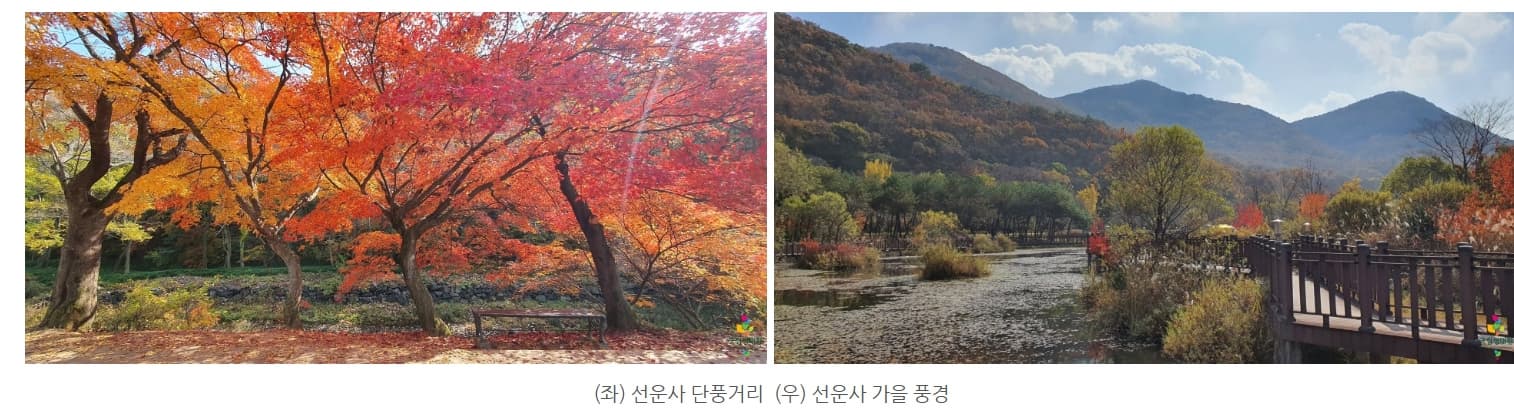 [4월 축제]사계절의 모습이 다 아름다운 고창 선운사❘동백꽃, 홍매화 사진 이벤트