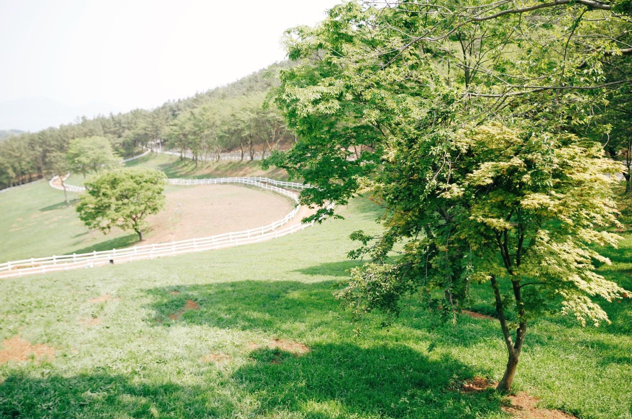 남해 상상양떼목장 편백숲