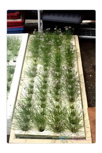 부추 재배 포기 나누기 덧비료 수확 반복_10