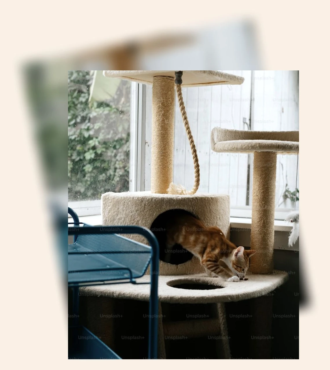 고양이 건강 관리_2_subsection