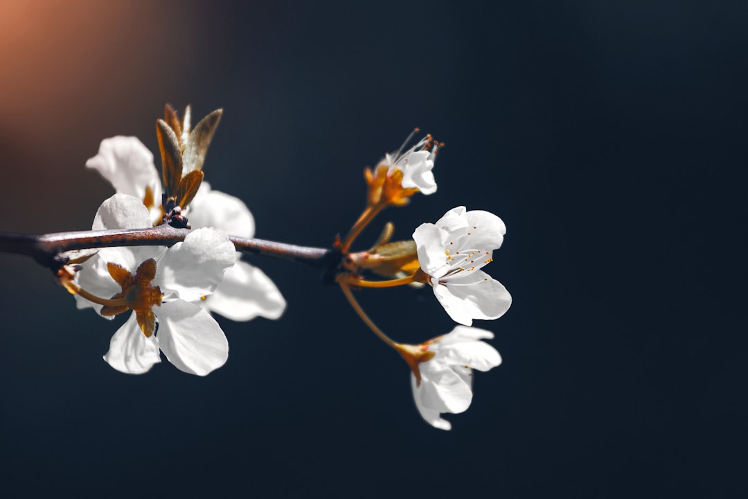 Plum blossom