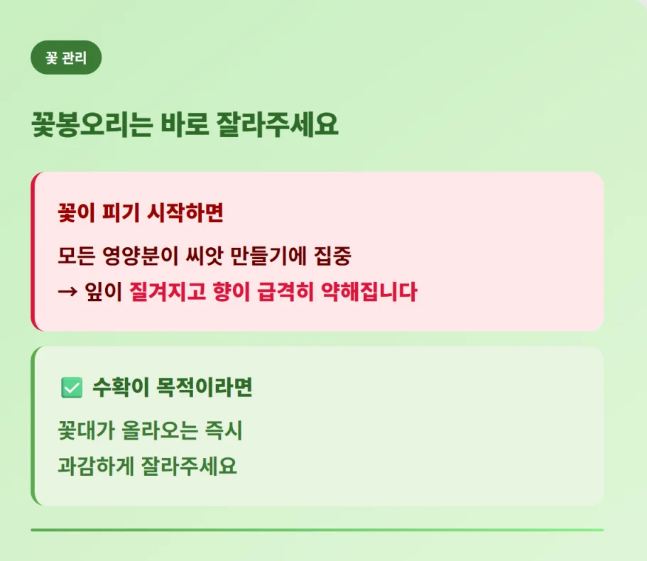 "바질 수확을 위해 꽃대가 올라올 때 바로 잘라주어야 하는 이유와 꽃봉오리 관리 팁"