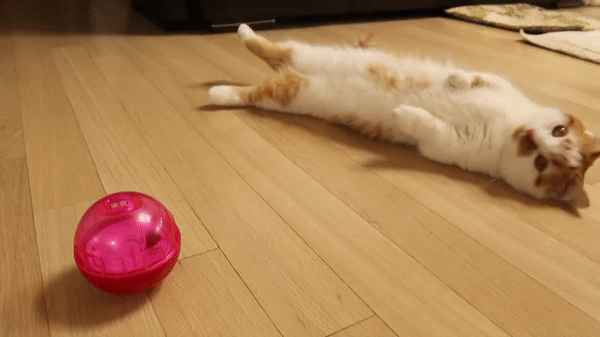 고양이장난감솔직후기