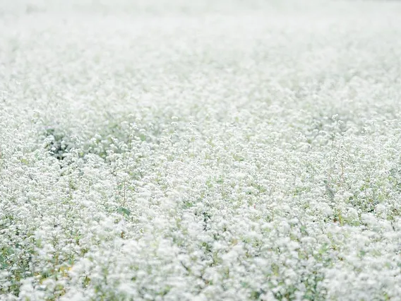 면역력에 좋은 메밀차
