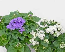 아게라텀 이미지 사진