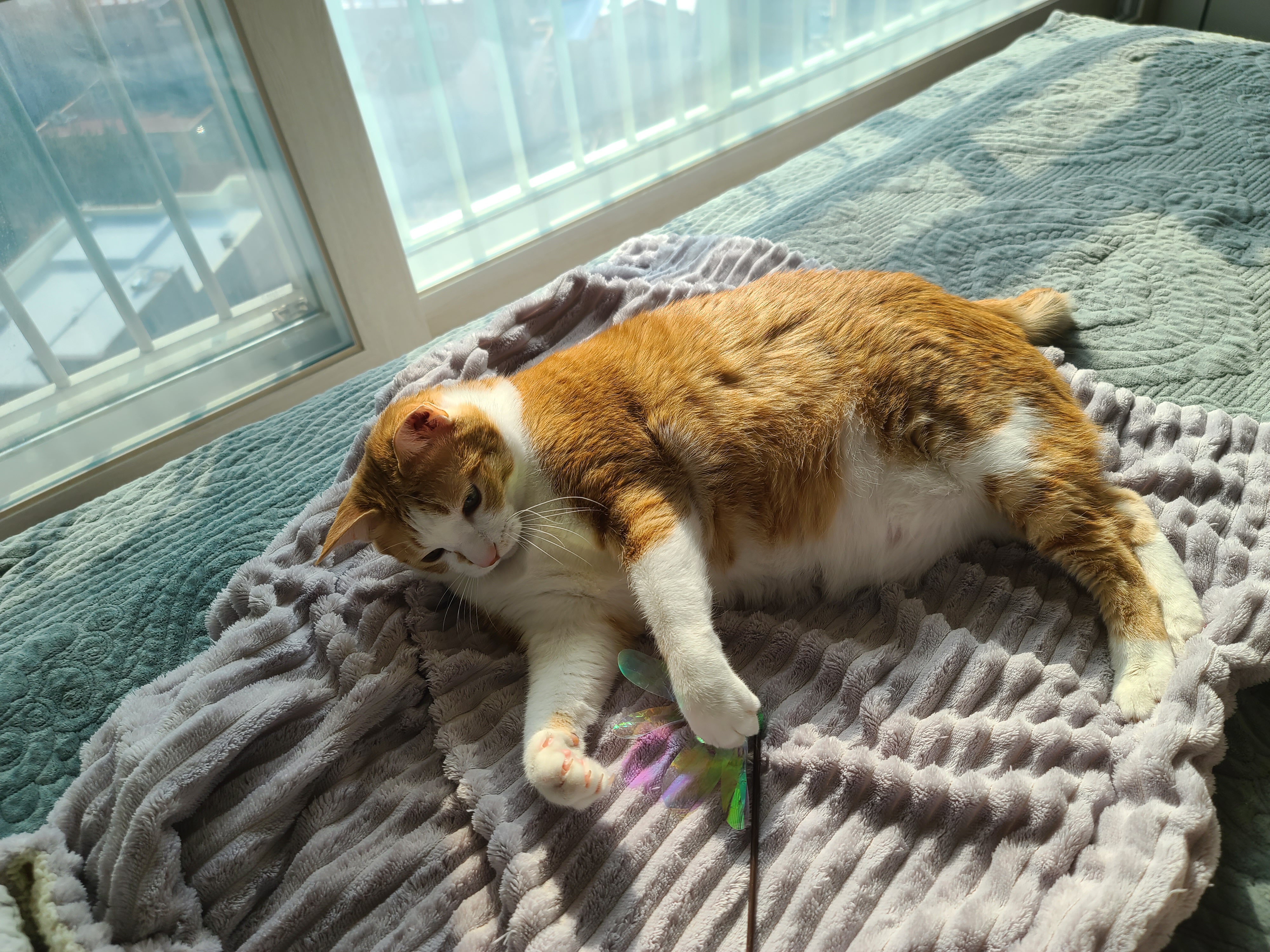 손님 접대하느라 힘들었던 고양이들(feat.체력좋은 호야)