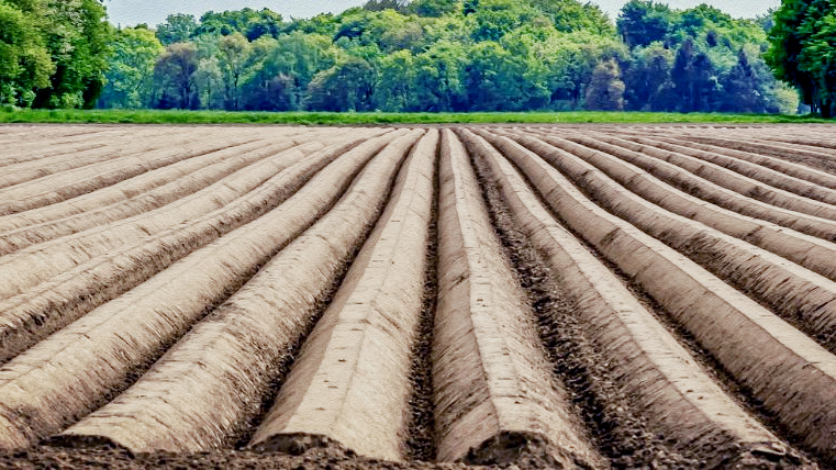 아스파라거스 심을 밭