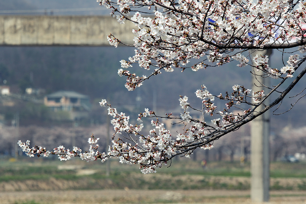 제 9회 천안위례 벚꽃축제 기본일정과 프로그램 소개