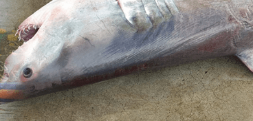 작은 백상아리의 사체 사진