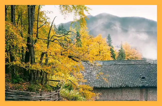 문광저수지 은행나무길