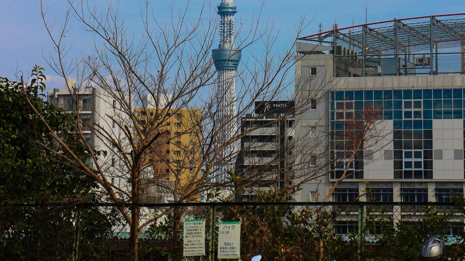 삼백초 효능