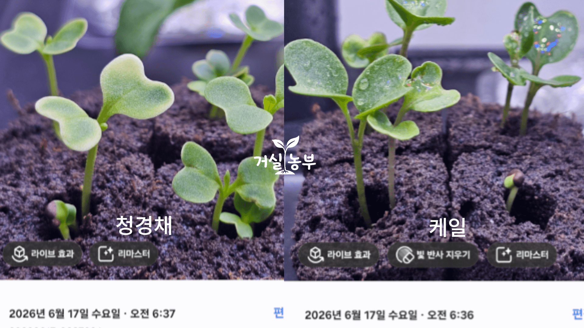 떡잎 사이에서 작은 본잎이 자라기 시작한 청경채 모종과 같은 시기의 케일 모종