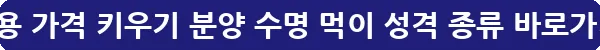 빠삐용 가격 키우기 분양 수명 먹이 성격 종류_12