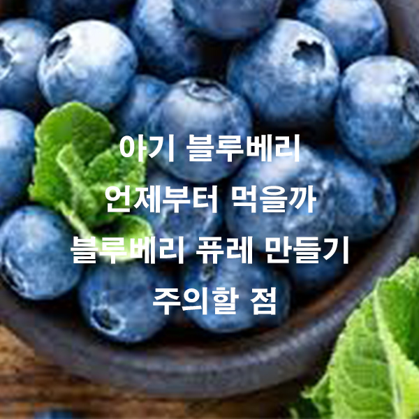 아기 블루베리 언제부터 먹을까 블루베리 퓨레 만들기 주의할 점