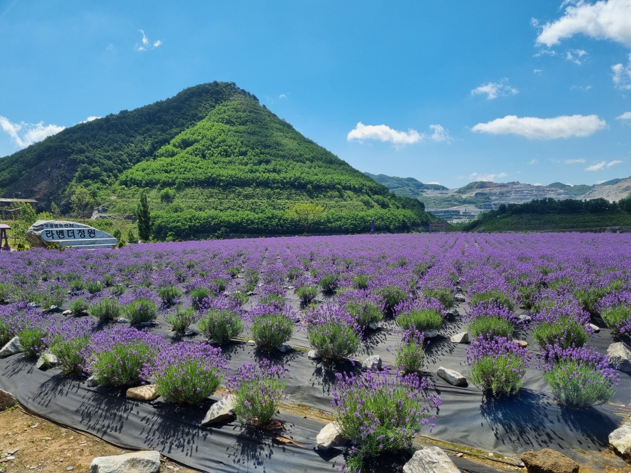 무릉별유천지 라벤더축제