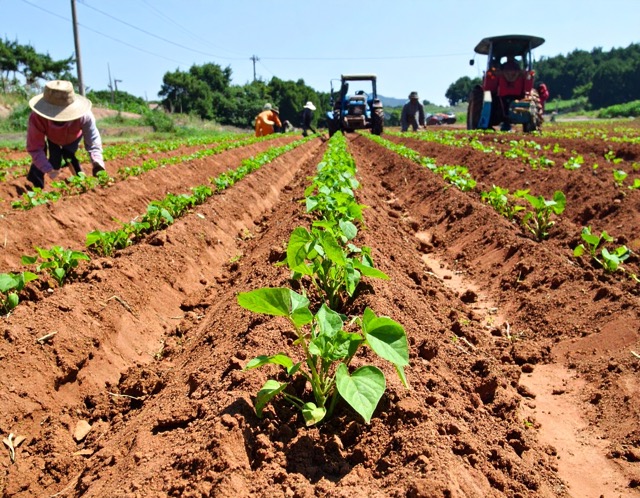 흙으로 두둑 만들기
