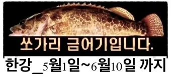 5월 쏘가리 금어기 시작 전국 금지 기간 완벽 정리와 낚시 규정_26