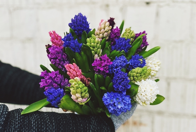 손에 들려진 풍성한 히아신스 부케