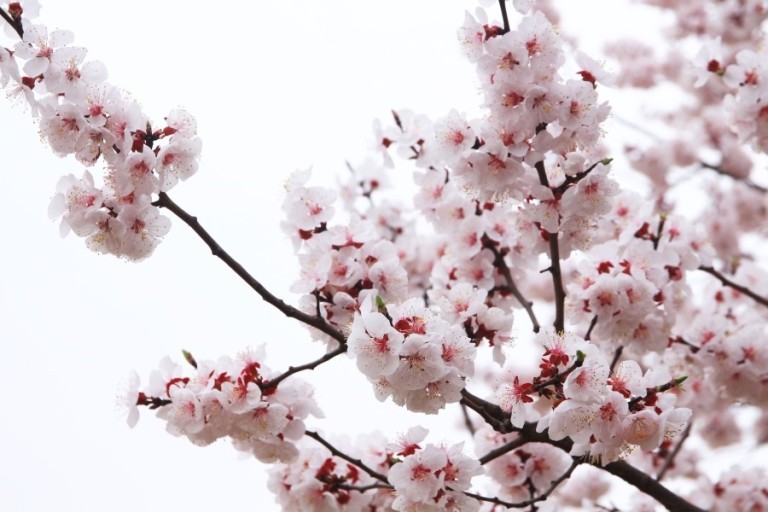 서울 숲 벚꽃 축제