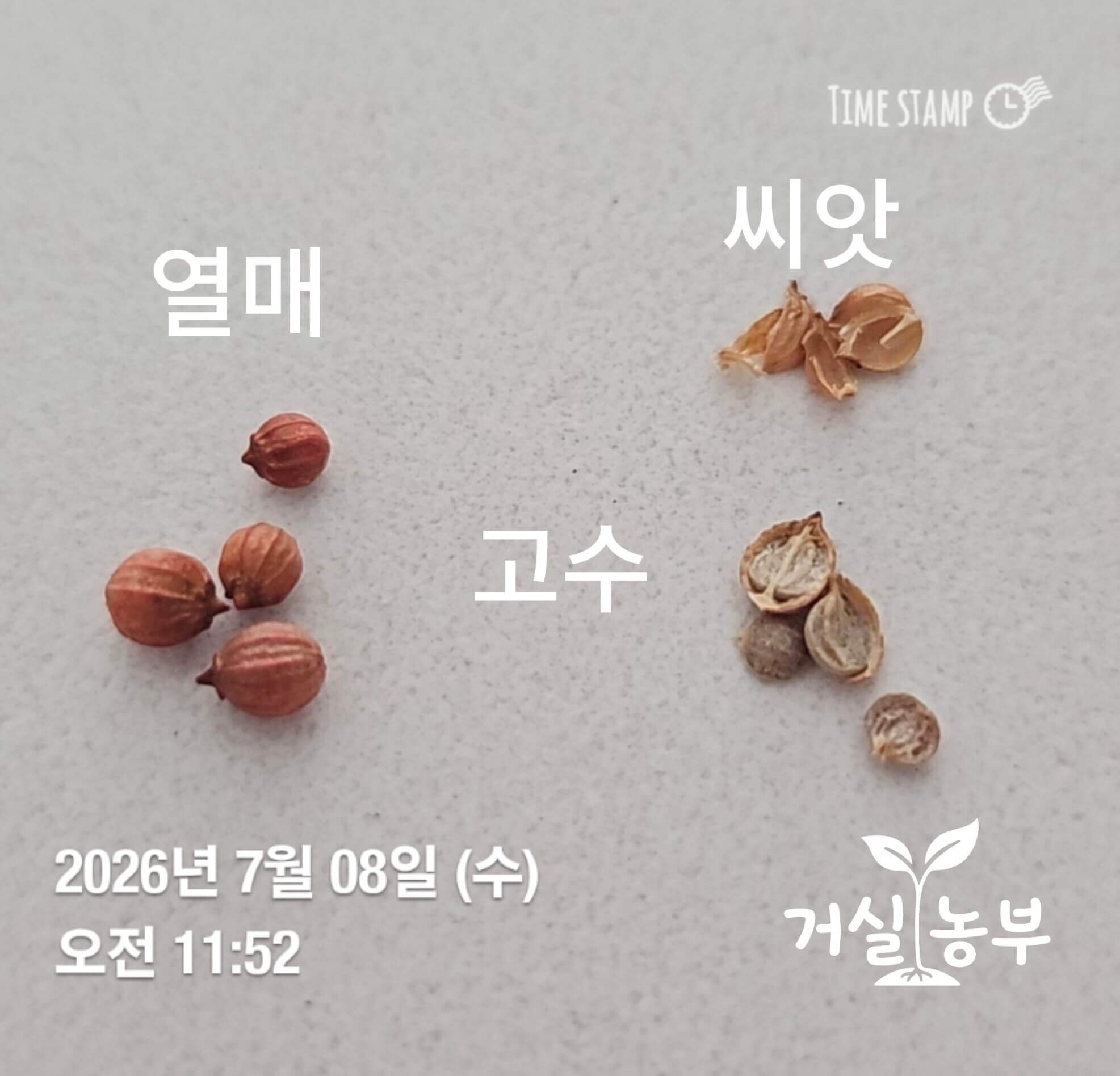 왼쪽은 통째로 있는 고수 열매, 오른쪽은 두 부분으로 나누어본 모습
