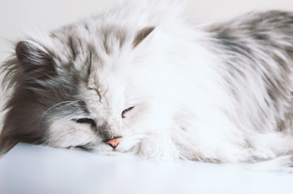 고양이 귀 6