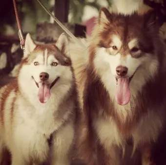 말라뮤트 분양 가격 알래스칸 허스키 차이 성격 특징 수명_20