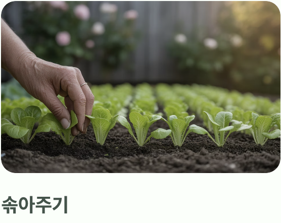 초보자도 OK! 파종과 솎아주기