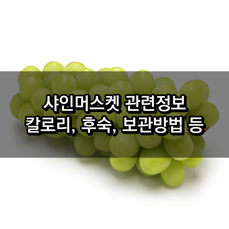 샤인머스켓 정보