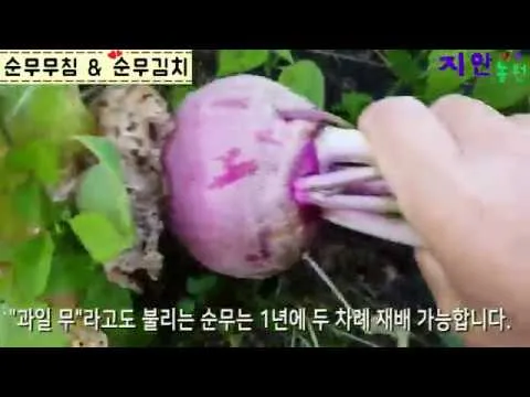 순무 재배 봄 가을 파종 비료 절감 키우기 요령_4