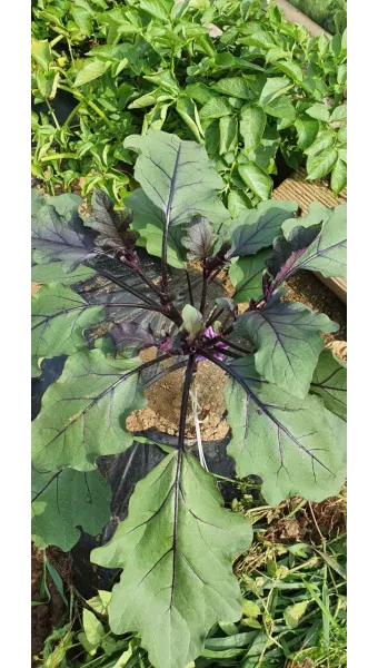 가지 재배 순 지르기 착과 관리 고온 대책_2