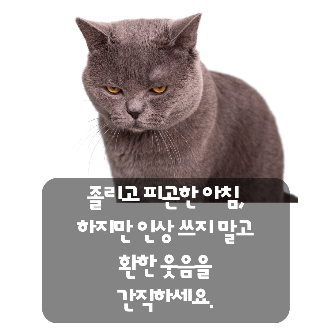 기분 좋은 아침 인사말 이미지 문구 모음집