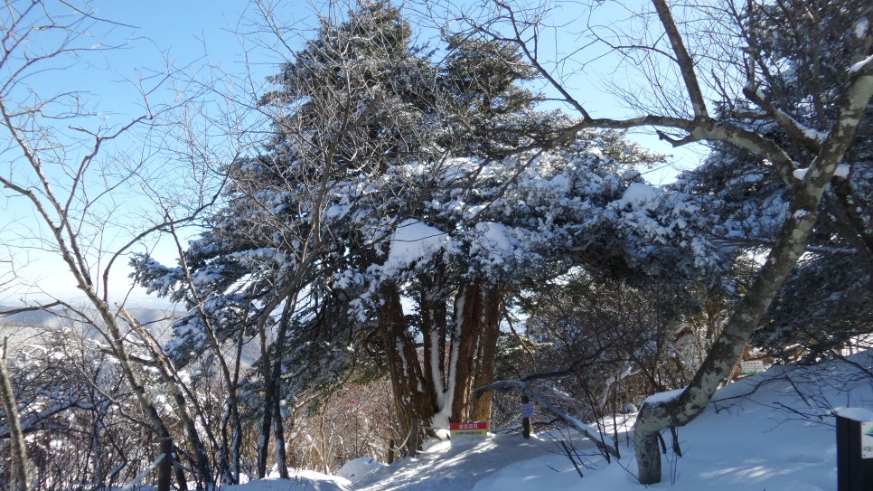 100대 명산 등산하기 평창 계방산(桂芳山, 1,577m) 설악·오대산과 함께 강원도 고산지대의 대표 명산