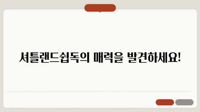 셔틀랜드쉽독 기본정보