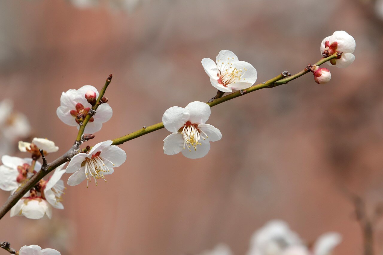 광양 매화 축제