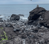 제주도 비행기표 싸게 사는법