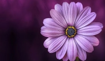 꽃 꿈해몽 67가지