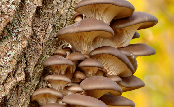 표고 버섯 효능 : 혈압