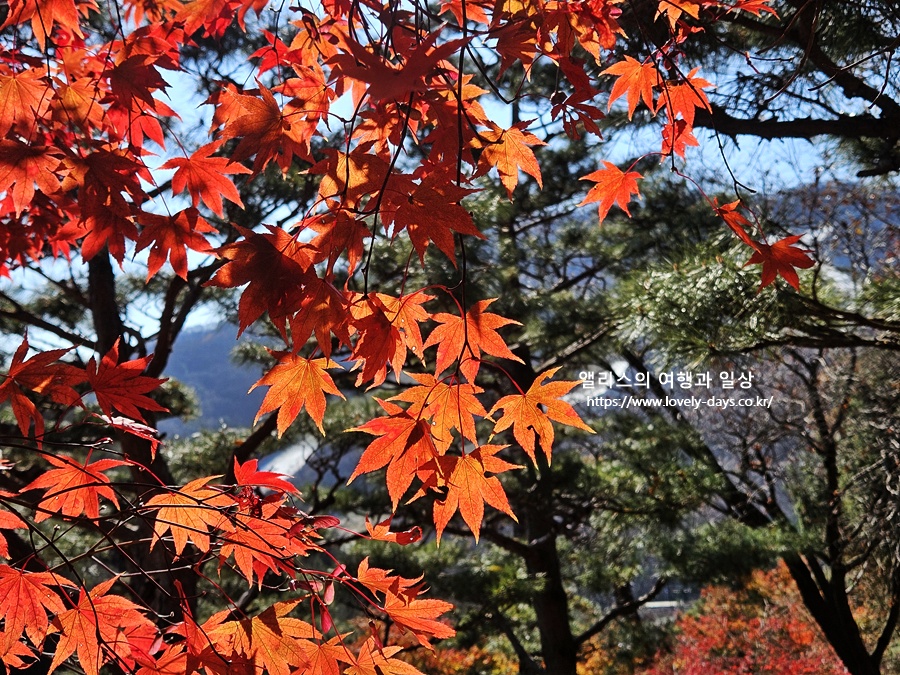 2025 화담숲 마지막 가을 단풍 화담채 분재 즐기기