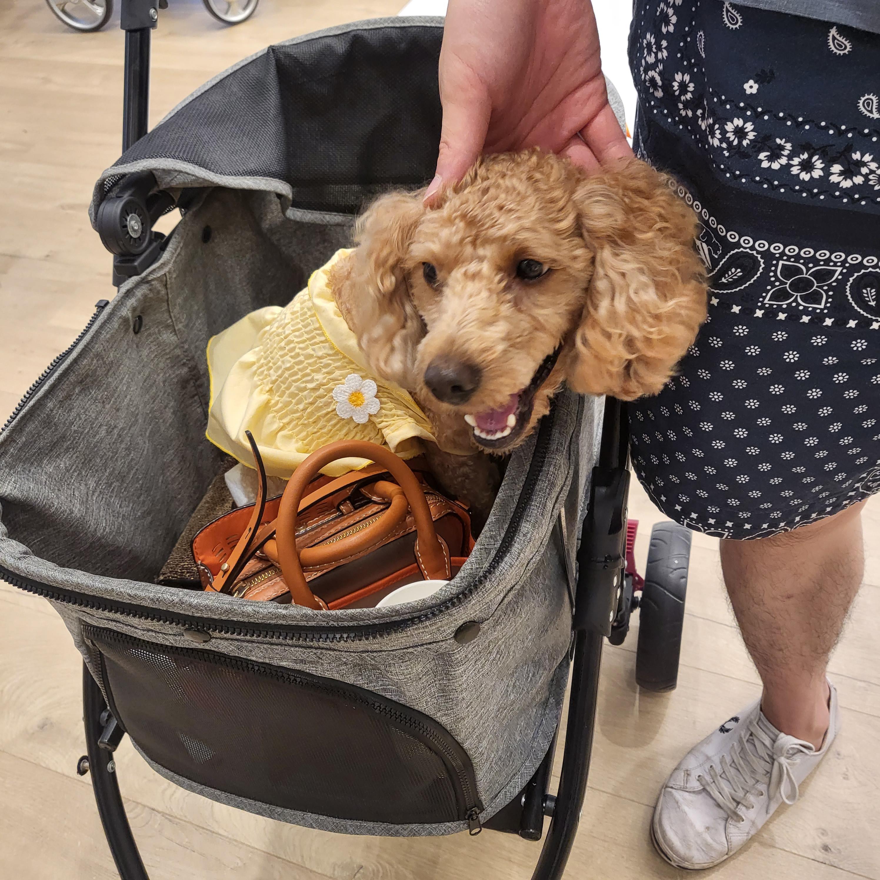 제네시스 반려견 시승